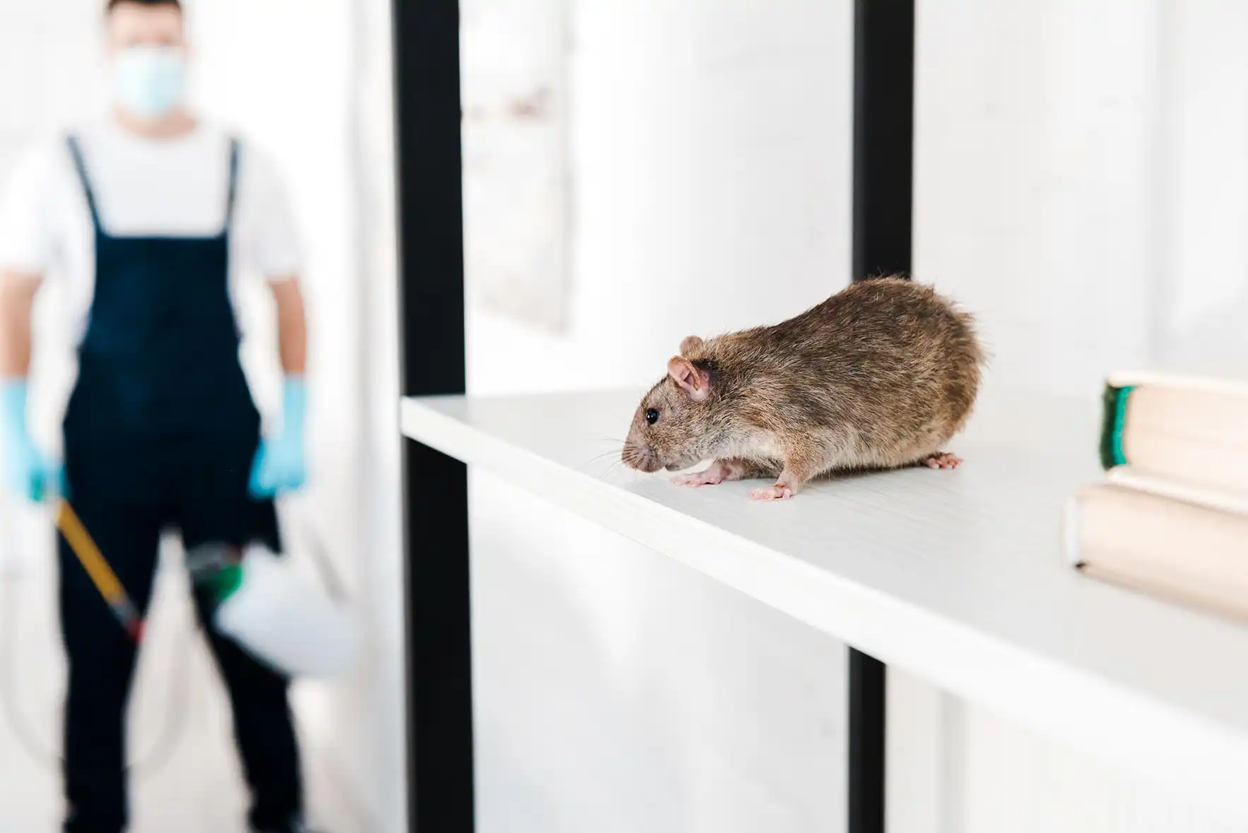 Pilgrim Pest Professionals is a Pest Control & Wildlife Removal company in Wareham, MA